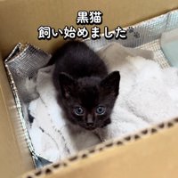 箱の中にいる子猫