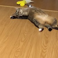 思い出した猫