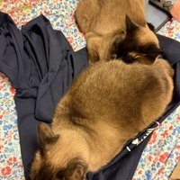 くつろぐ2匹の猫