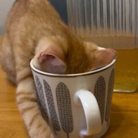 飼い主のコップに頭を入れる子猫