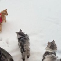 雪が積もったデッキに出る猫達