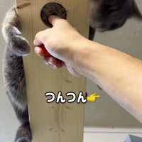 キャットウォークの穴から猫をつつく飼い主