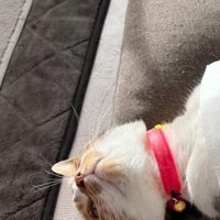 仰向けの猫