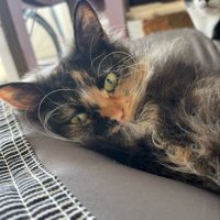 寝転がる猫