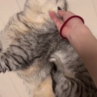 寝転がる猫