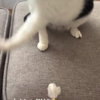 猫パンチをする猫