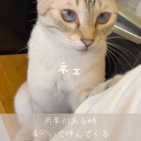 飼い主の方に前足を乗せる猫