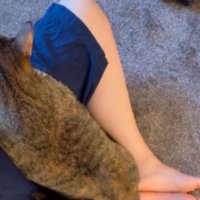 膝に乗る猫たち