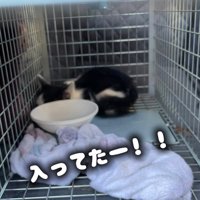 捕獲器の中にいる子猫