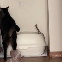 壁に手をこすりつける猫