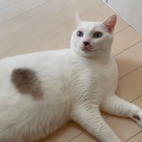 ハクくん正面写真