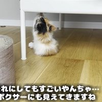 両前足でタグに掴まる子猫（それにしても凄いやんちゃ…）