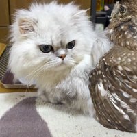 猫の背中に乗るフクロウ