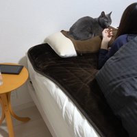 枕の上に座る猫