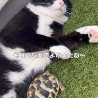 寝ている猫と亀