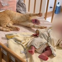 赤ちゃんに手を伸ばす猫