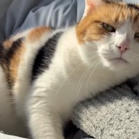 主さんの手を踏みつけている様子