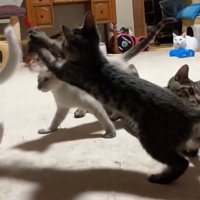 向かって左側に跳ぶ子猫達