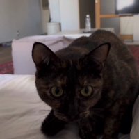 ベッドの上の猫