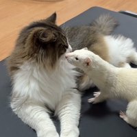 鼻を近づける猫とフェレット