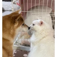 猫と犬