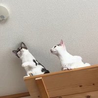 首をかしげる猫