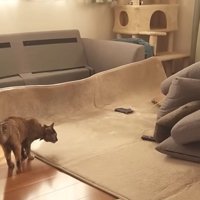 クッションを見つめる猫