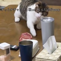 高速猫パンチ