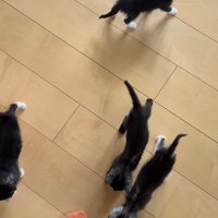 足元に寄って来る子猫たち