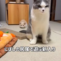 マンチカンの尻尾を狙う子猫