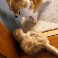 じゃれ合う猫と犬