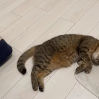床に寝転がる猫