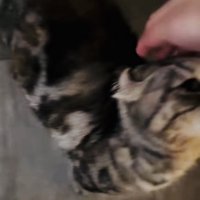 飼い主さんに頭を撫でられるキンカロー