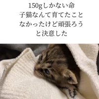 子猫の顔