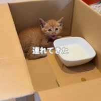 箱の中にいる子猫