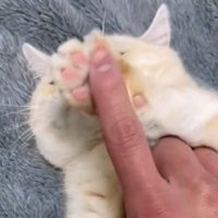 肉球でしっかり指を制止する様子