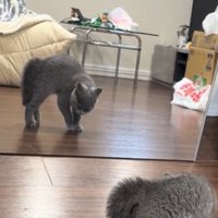 姿勢を低くする子猫