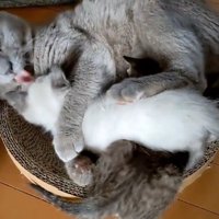 子猫をなめる成猫