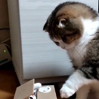 ボタンの上に腕を乗せる猫のオモチャ