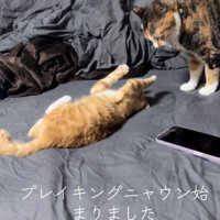 大人の猫にじゃれている子猫