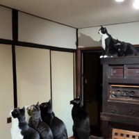 蛾を見る猫たち