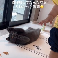 立ち去る子供の後ろ姿を見つめる猫