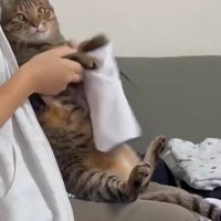 女性に抱えられて女性の膝の上に座る猫