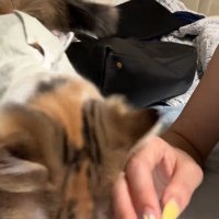 人の手にスリスリする猫