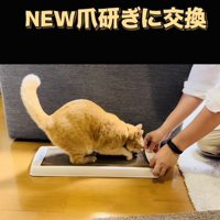 新しい爪研ぎで爪を研ぐ茶トラ猫
