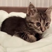 ベッドでくつろぐ子猫