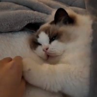 人間の手を追う猫の手