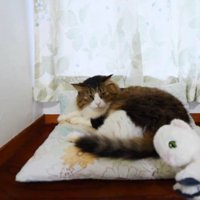 おもちゃを見る猫