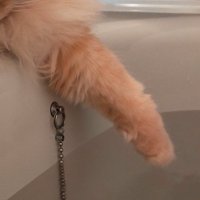 湯船を触る猫の前足
