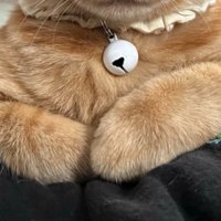 猫の体